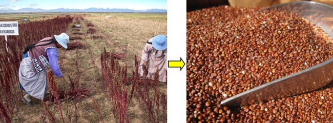 VENTA CALIENTE Pequeña trilladora de quinua de uso doméstico